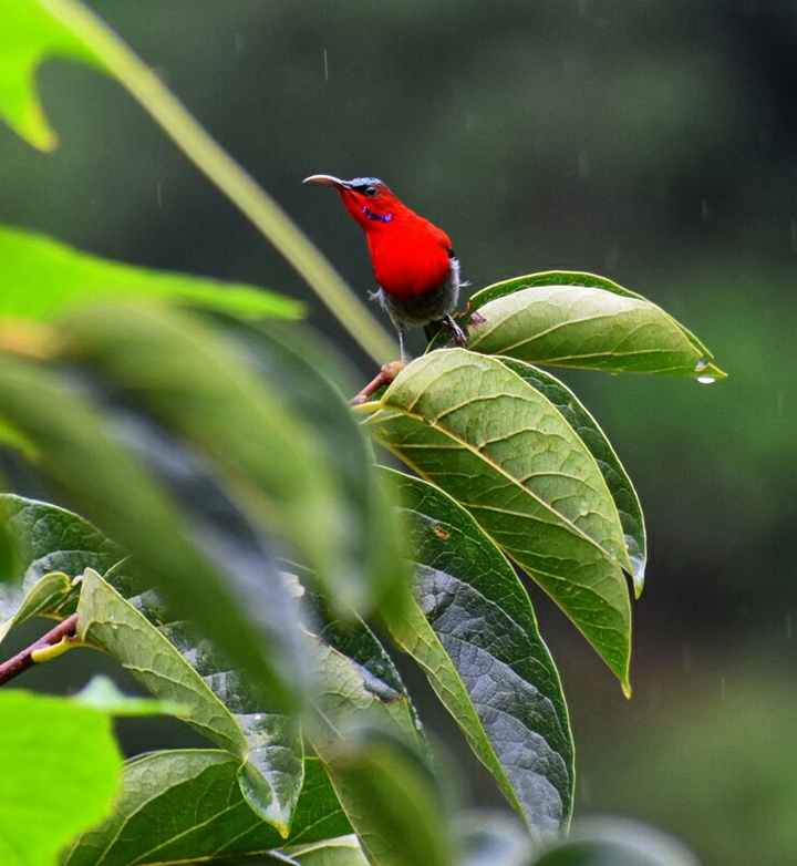 #crimson sunbird