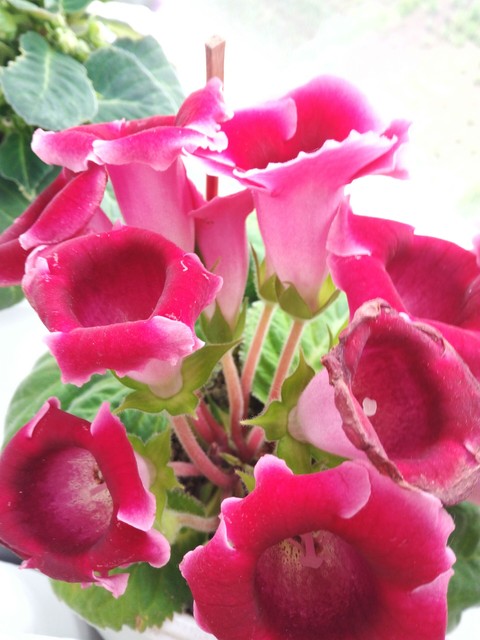 тапети flower, petal