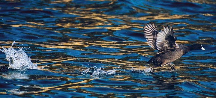 Speedy bird captured, Udaipur, India
