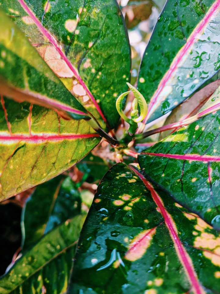 tropical plant