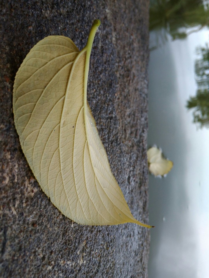 fallen leaves