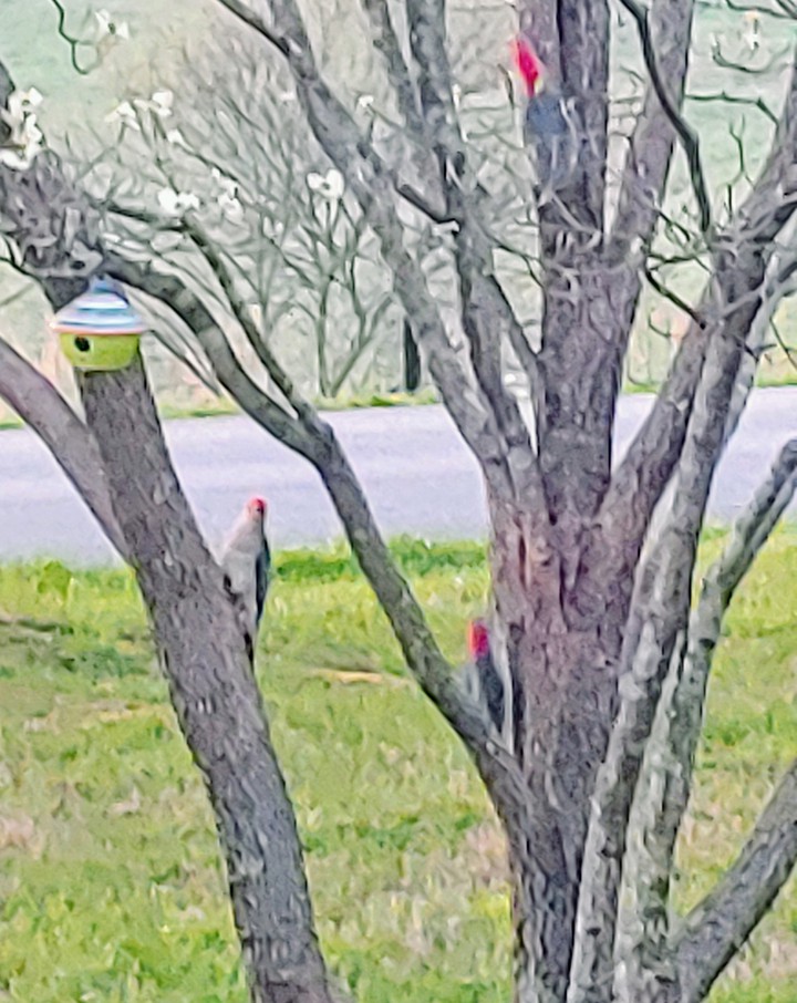 woodpeckers