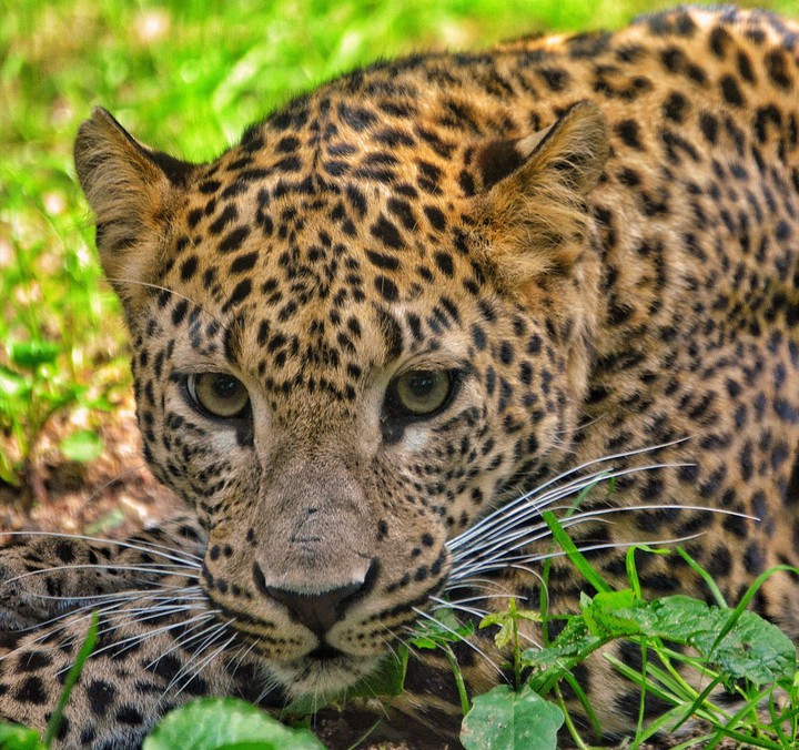 Panther