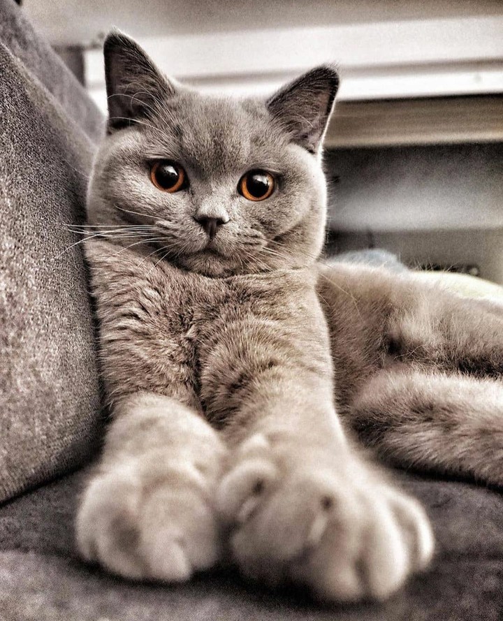 кошки