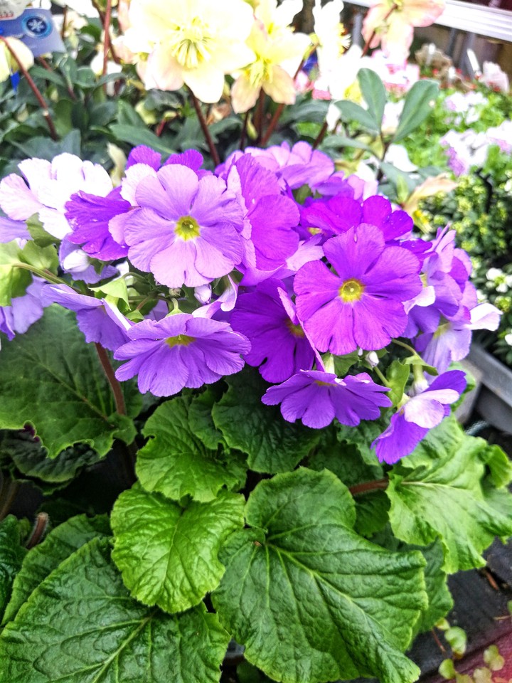 Blumen für den Garten