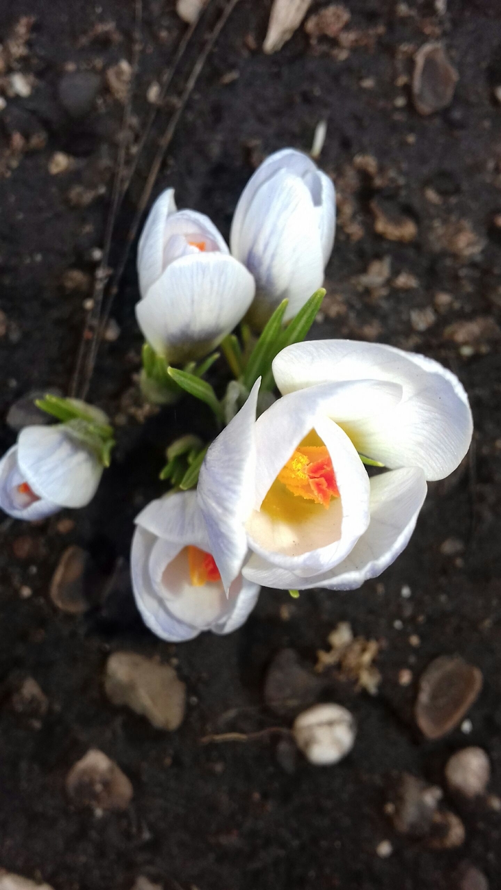 Spring flower