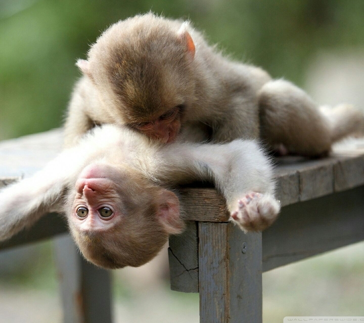 monkeys playing