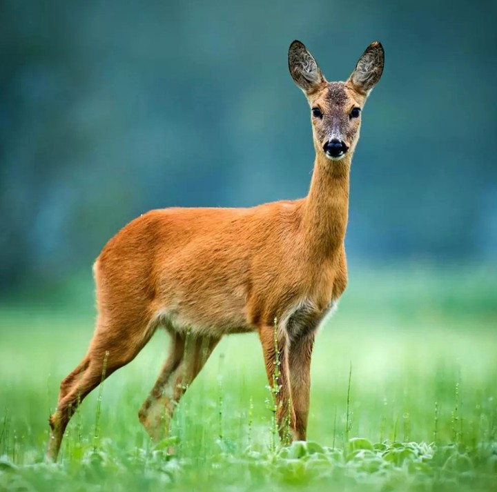 Deer