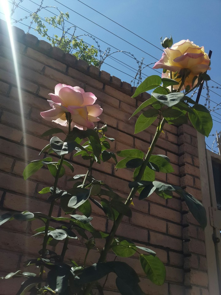 tall rose