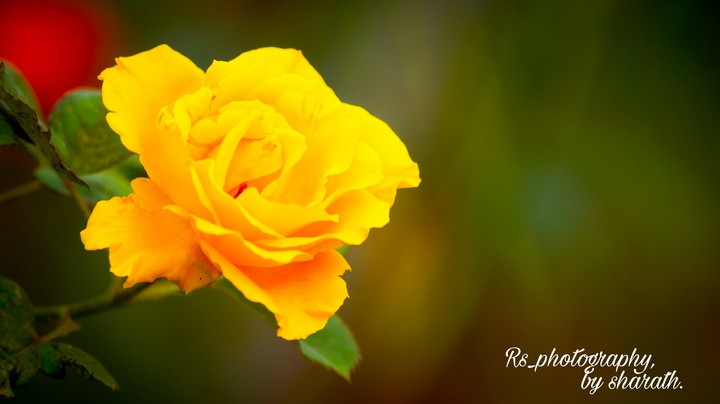 Rs_photography, by sharath.