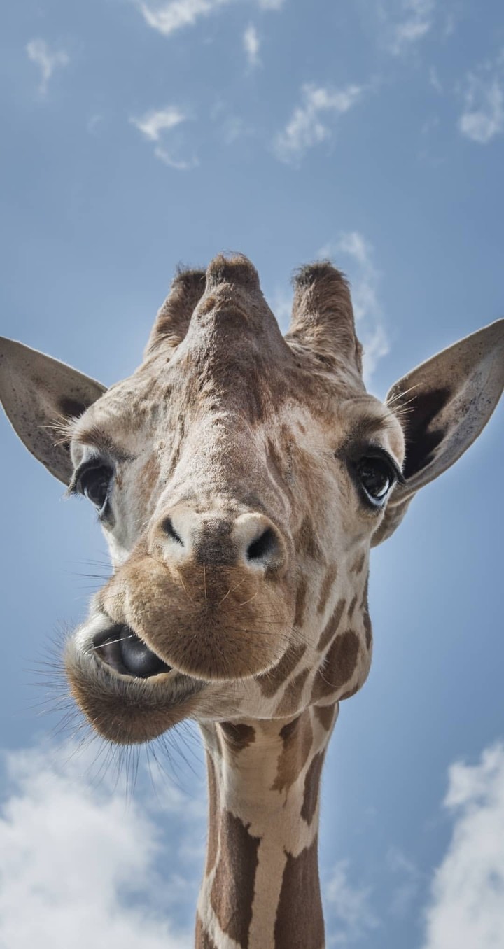camel