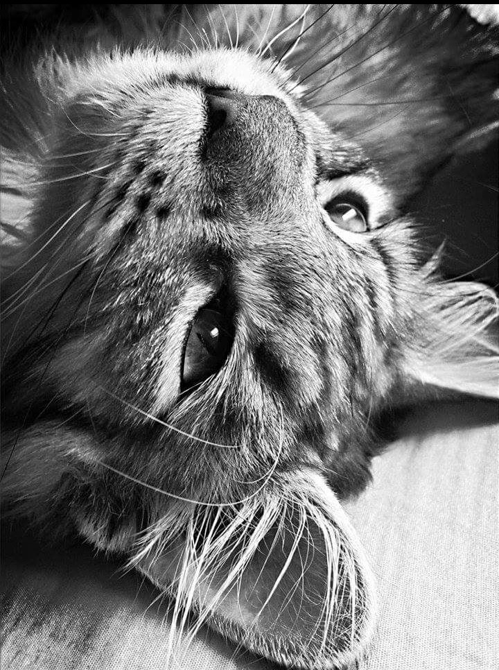 Binkie