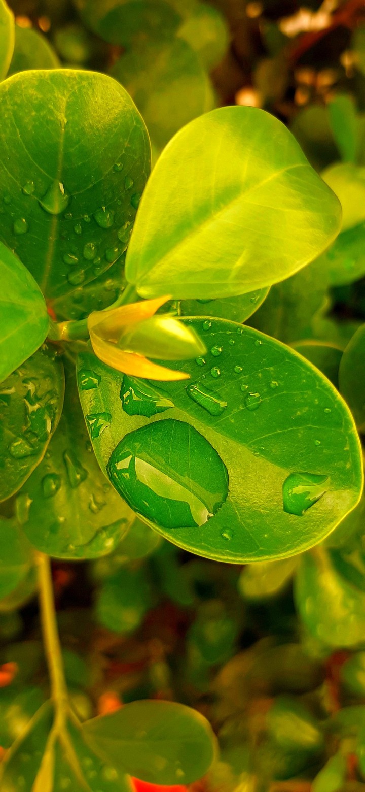 nature