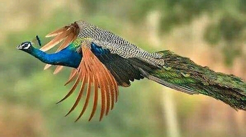 flying peacock