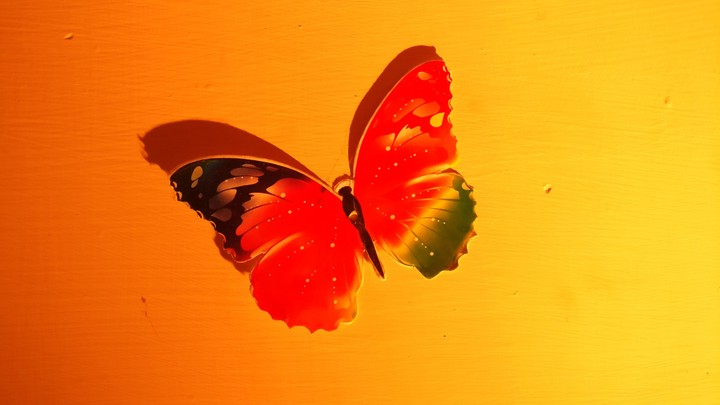 #butterfly #colourful #lovely