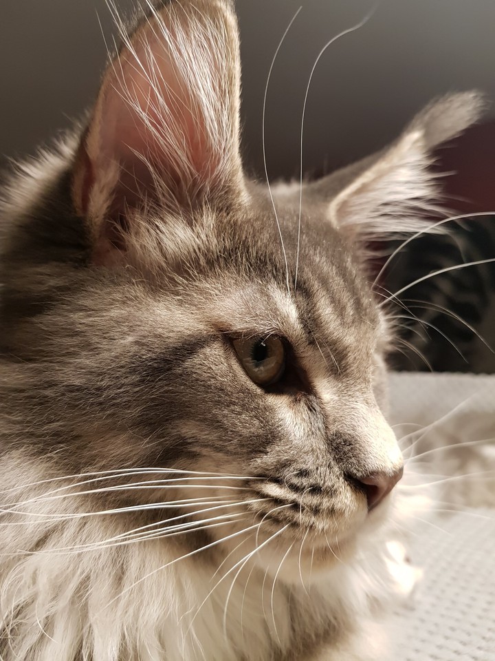 merlin