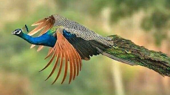 flying peacock