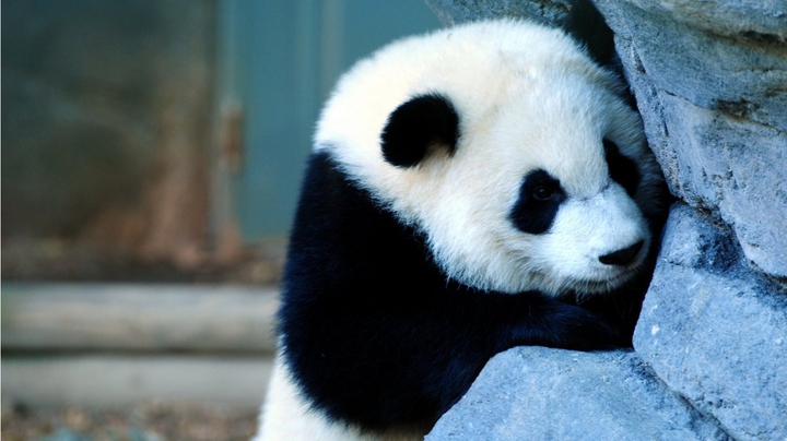 panda