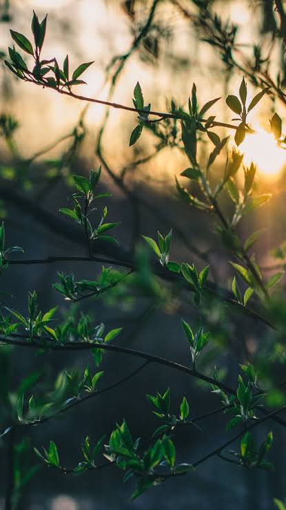 greenery