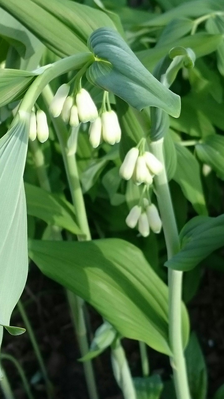 Polygonatum in summer