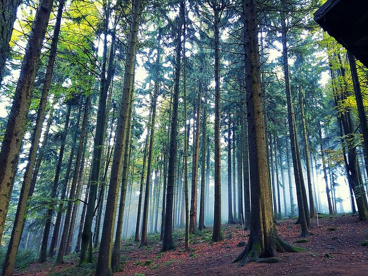 fog in the forest