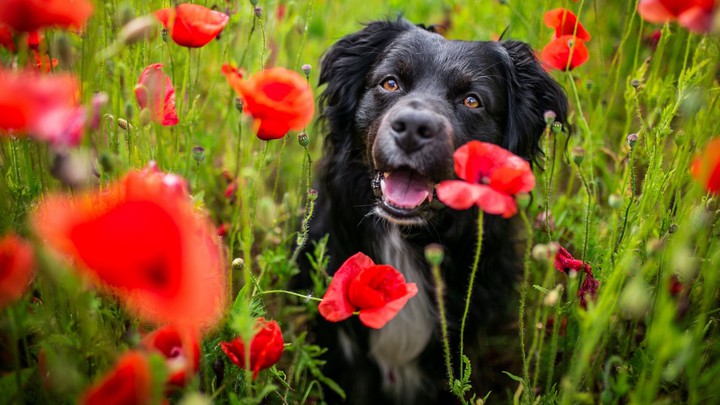 dog