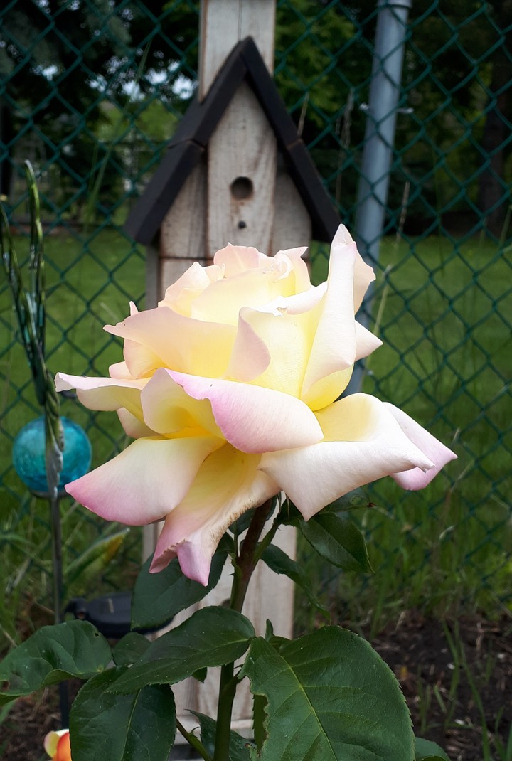Beautiful Rose