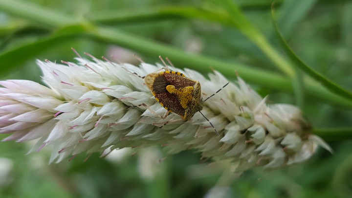 insect