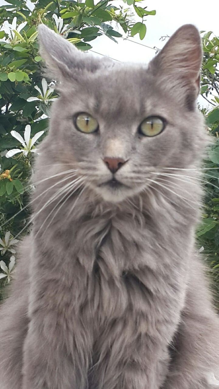 gatto