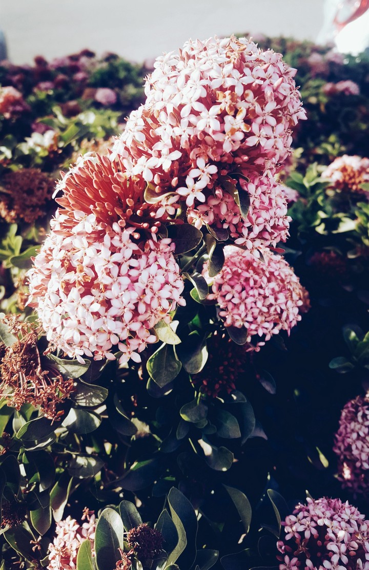 bouquet