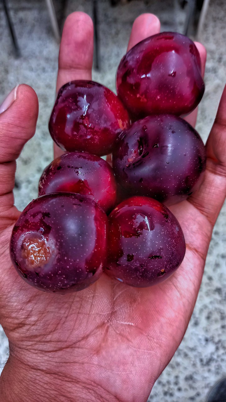 Plum