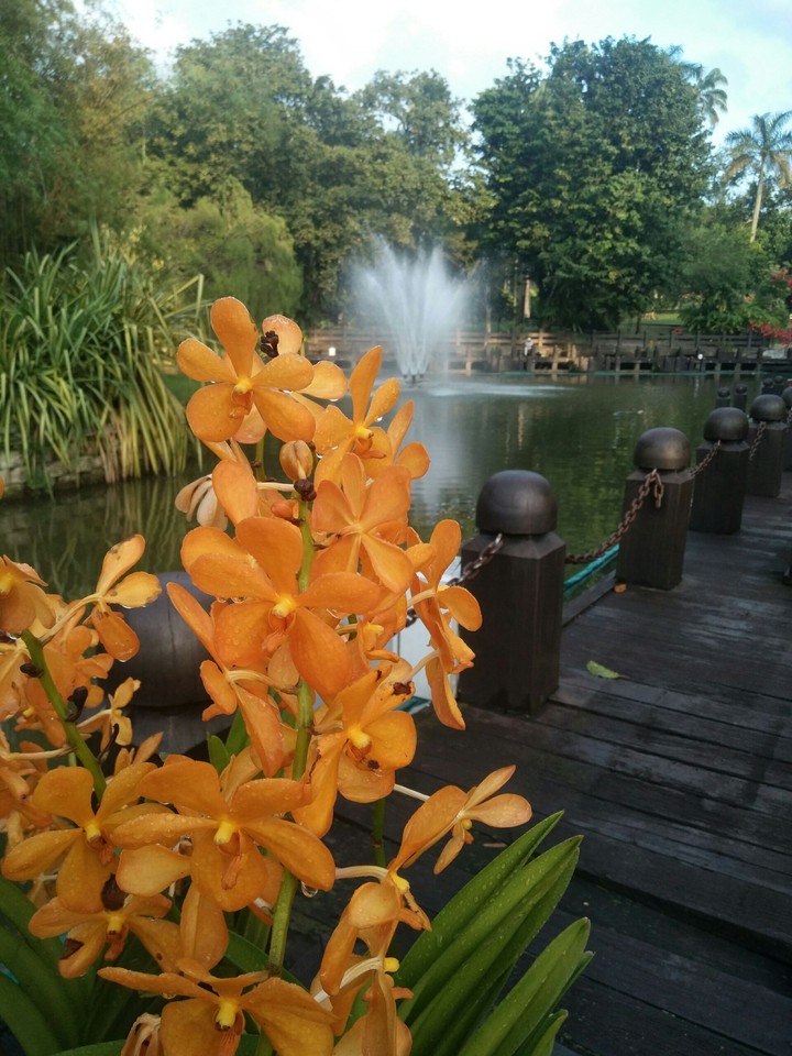 orchid