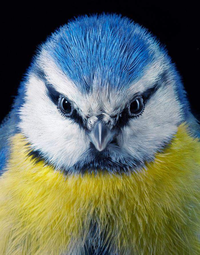 blue bird