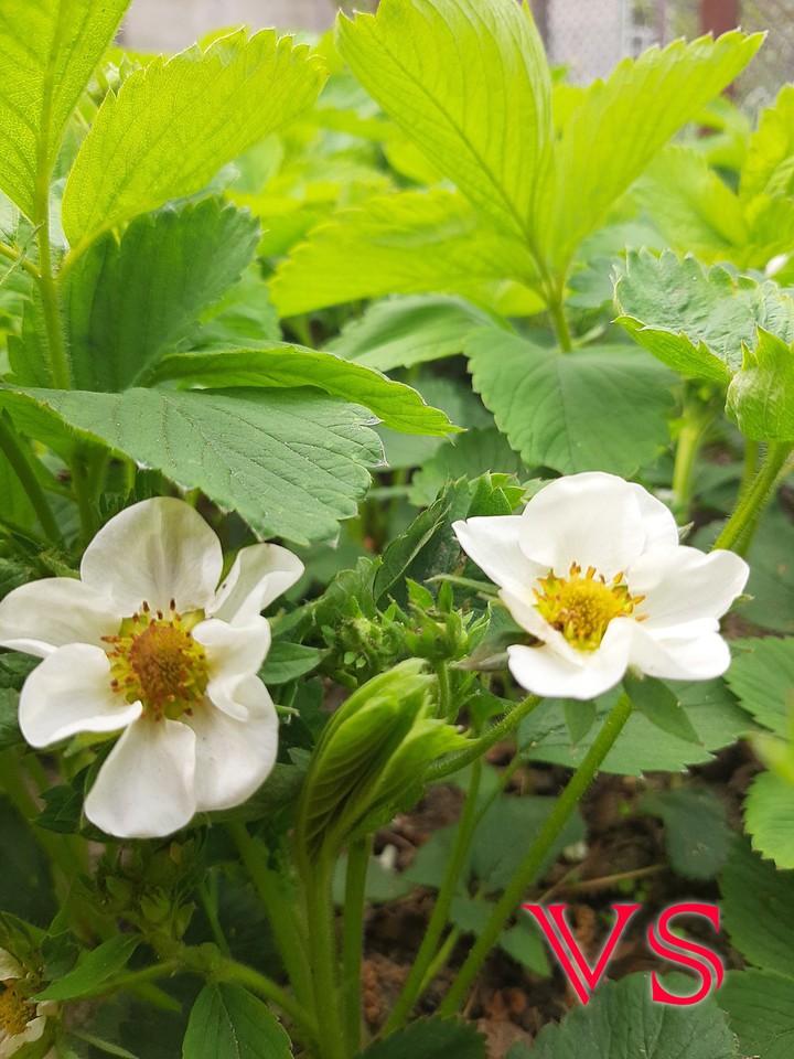 strawberry flowers
