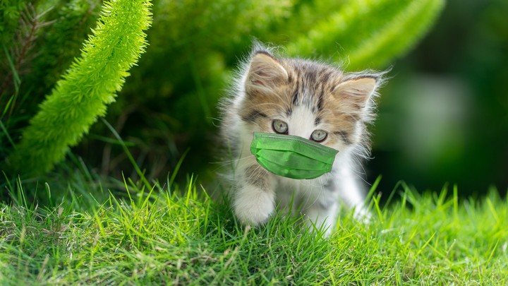 kitten with green mask