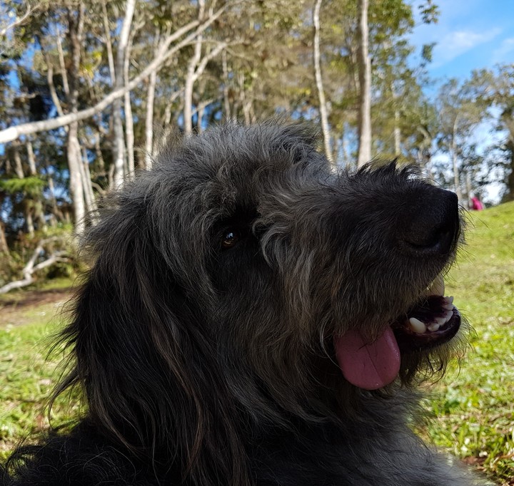 Dog