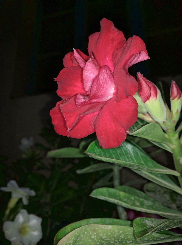 flower