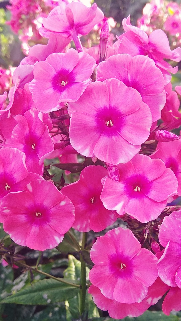 Bright pink