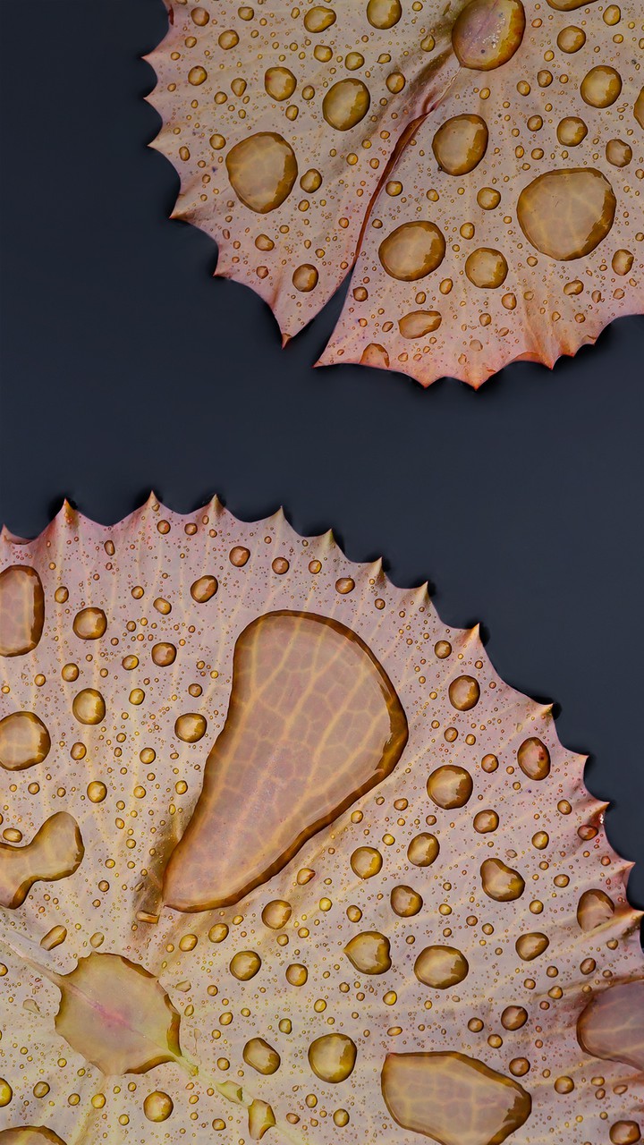 leaf