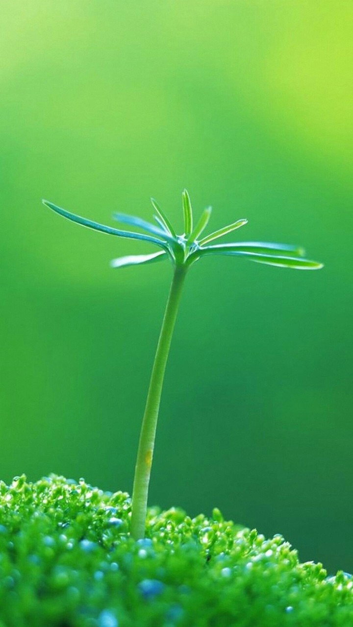Plant