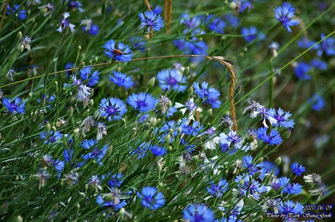 plant, flower wallpapers