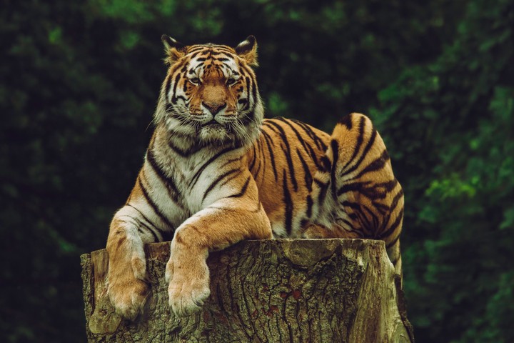 tiger