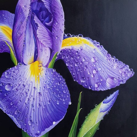 Iris
