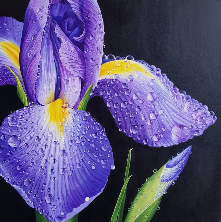 Iris