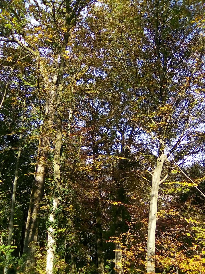 Forest in Sunshine