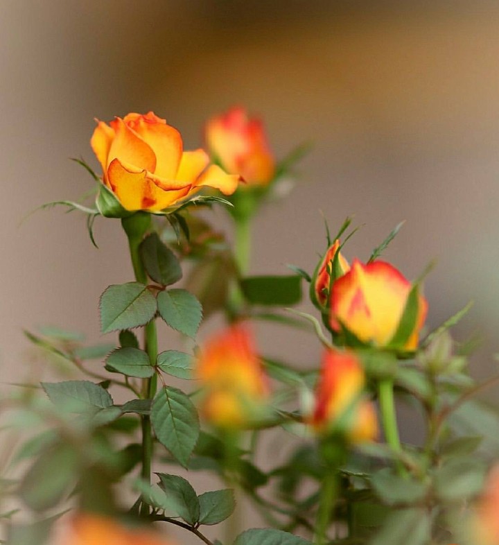 yellow Rose