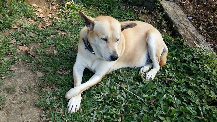 Dog