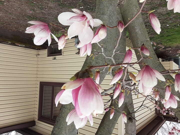 Magnolia Tree