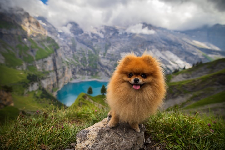 dog
