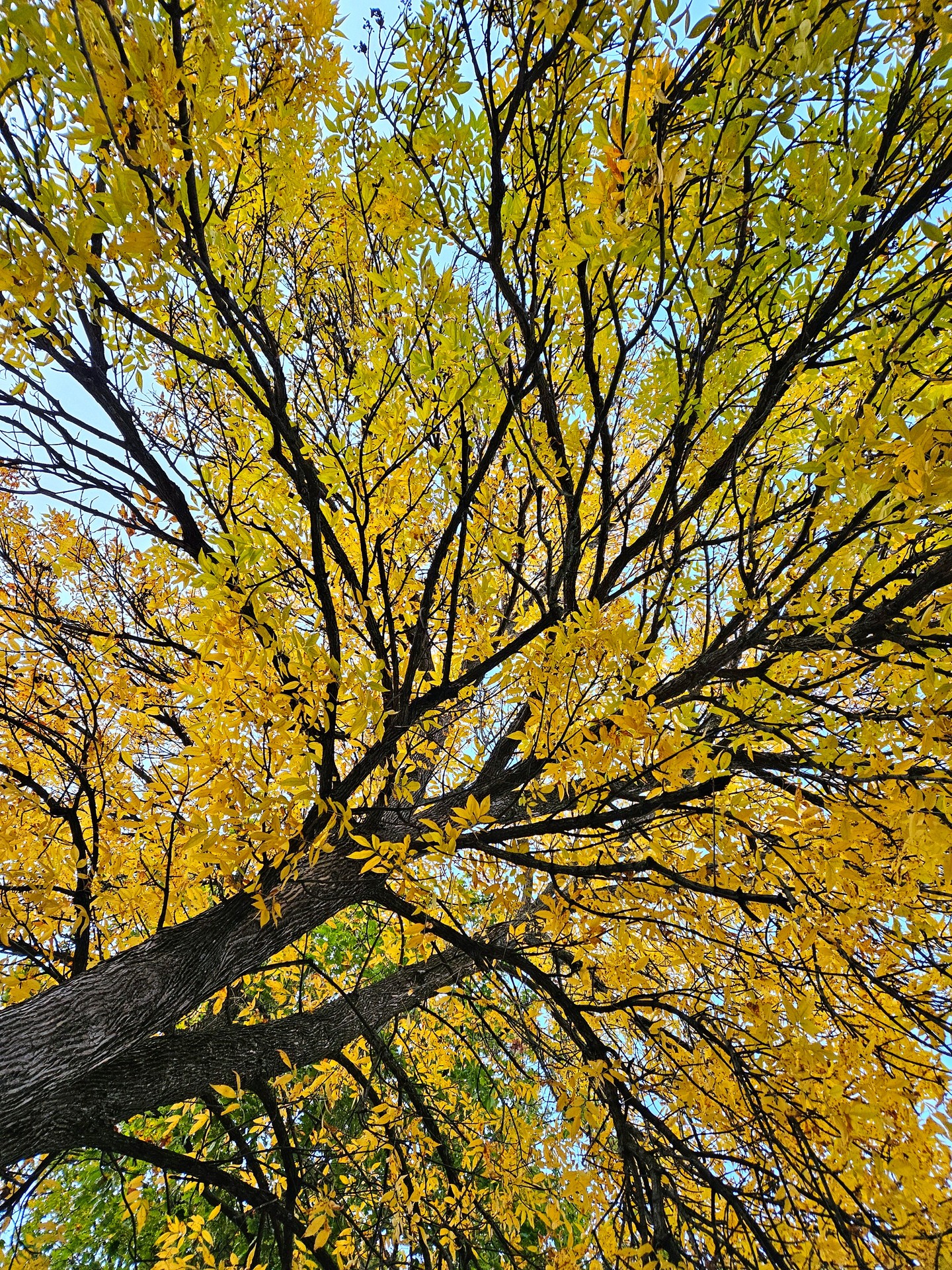 Fall Tree